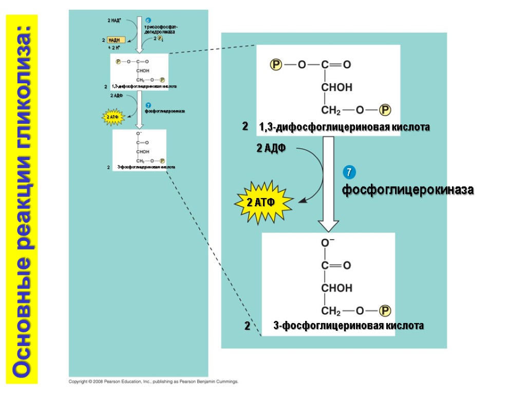 2 АДФ фосфоглицерокиназа 2 ATФ 2 3-фосфоглицериновая кислота 7 2 2 AДФ 2 ATФ